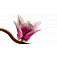LEGO® Botanicals 11510 Vetvičky magnólie